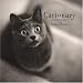 Search : Cationary: Meaningful Portraits of Cats