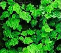 Hirt's Mini Oakleaf Creeping Fig -Terrarium/Topiary/HousePlant
