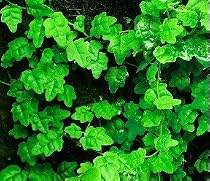 Mini Oakleaf Creeping Fig