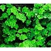 Hirt's Mini Oakleaf Creeping Fig -Terrarium/Topiary/HousePlant