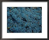 Beautiful Blue-Colored Coral Polyps Festoon a Branch Photography Framed Art Poster Print by Wolcott Henry, 22x18