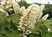 Alice Oakleaf Hydrangea Quercifolia (2 - 3 ft) white flowering shrub