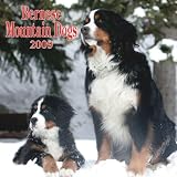 Bernese Mountain Dogs 2009 Wall Calendar 12 X 12