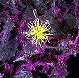 Purple Passion 6