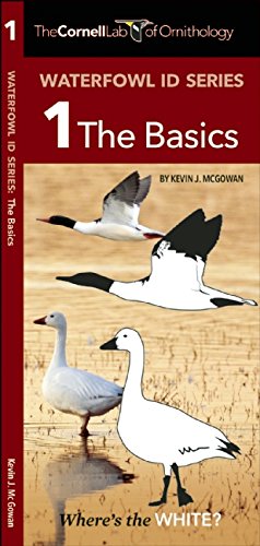 Cornell Lab of Ornithology Waterfowl ID Series: 1 The Basics: The Basics (Nature Observation North America)