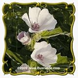 1 Oz Marsh Mallow (Althaea officinalis) Bulk Wildflower Seeds