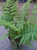Lace Fern -- 6 by 6 Inch Container Plant