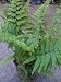 Lace Fern One Gallon Plant
