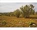 Photographic Prints of Old man saltbush - planted as a back-up fodder plant for drought years from Ardea Wildlife Pets