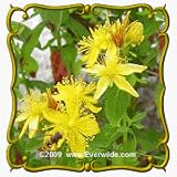 Dotted St. John's Wort (Hypericum punctatum) Jumbo Wildflower Seed Packet - 2000 Seeds