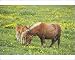 Photographic Prints of Shetland Pony - mare and foal amongst marsh marigolds from Ardea Wildlife Pets