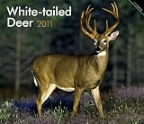 White-tailed Deer 2011 Deluxe Wall (Multilingual Edition)