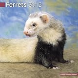 51 irKk djL. SL160  Kalender 2012 Frettchen   Ferrets  Europäischer Illtis