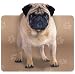 Pug
