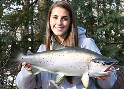 Taxidermy Quality Coho Silver Salmon Fish Wall Mount
