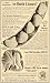 1907 Ad Bush Limas W Atlee Burpee Pod Flowers Seeds - Original Print Ad