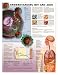 Chart - Understanding HIV and AIDS