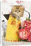 Canvas Prints of Cat - Golden shaded Persian kitten in water jug from Ardea Wildlife Pets