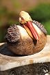 Medium portly, pelican