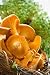 Chanterelles in Basket - 48