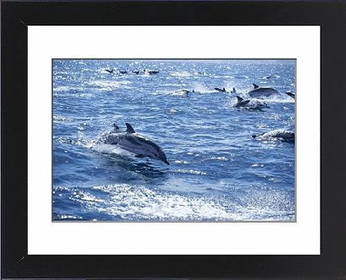 Framed Artwork of Group of striped dolphins (Stenella coeruleoalba) swimming