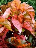 Copper Leaf Acalypha wilkensiana 'Mardis Gras' Live Plant Great Fall Color