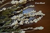 ~Coco Heart~　サルビア　ホワイト　（木の実・ドライフラワー）