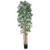 Bamboo Japanica Silk Tree 6'