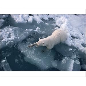 Polar+bear+slipping+on+ice