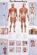 HUMAN BODY POSTER
