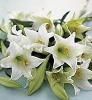 10 Longiflorum Lilies Bouquet