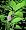 Early Amethyst Beautyberry