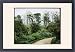 Framed Prints of Garden with bamboo from Mary Evans