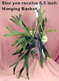 Staghorn Fern 6.5' Hanging Plant - EXOTIC - SALE*