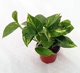 Golden Devils Ivy - Pothos - Epipremnum - 4" Pot - Very Easy to Grow