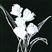 Very Stylish Still Life of Black/White Flowers Textured Acrylic Painting on Canvas Wall Decor 24
