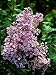 Josee Dwarf Lilac - Syringa - Outdoors or Bonsai - RARE