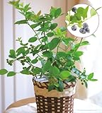 �y���̓��M�t�g�z�u���[�x���[���A��(���t)�y����6/13-6/16���������z