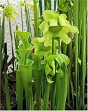Review JUST GREEN  / CARNIVOROUS PLANT - YELLOW TRUMPET PITCHER