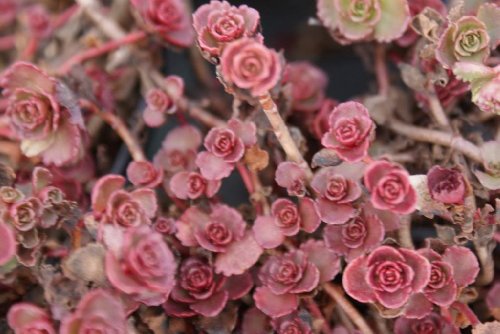 50 RED DRAGONS BLOOD SEDUM Stonecrop Sedum Spurium Flower Seeds 50 RED DRAGONS BLOOD SEDUM Stonecrop Sedum Spurium Flower Seeds