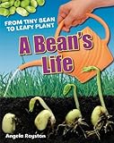 A bean's life