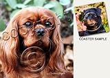 Cavalier King Charles Spaniel Dog Drink Coasters - Ruby