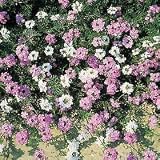 Verbena Lavender Mist 150 Seeds - Annual - FREE SHIPPING ON ADDITIONAL HIRTS SEEDS ORDERED & PAID WITH ONE PAYMENT!