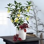 Arbre de Citrus-Citronnier - 1 arbre