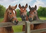 Ravensburger 500 Piece - Ponies image
