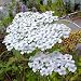 White yarrow - 250 Seeds