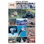(24x36) Laminated African Wildlife Educational Animal Chart Poster