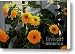 Teddy Bear Sunflowers Ablaze Canvas Print / Canvas Art - Artist Marjorie Imbeau