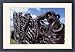 Framed Prints of Maori carving, bow of a canoe, Okahu Bay, Auckland, North Island, New Zealand, from Robert Harding