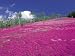 Field of Shibazakura (Moss Phlox) in Flower, Takinoue Park, Hokkaido, Japan Botanical...